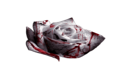 BloodyRose